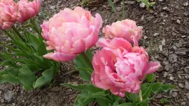 Tulpen3.webp