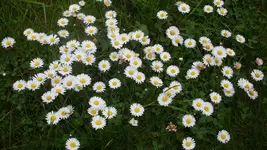 Gänseblümchen.webp