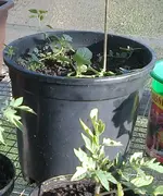 gesaete_kartoffel2_01_04_12.webp