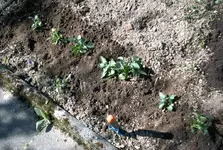 gesaete_kartoffel5_30_04_12.webp