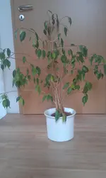 IMAG0187.webp
