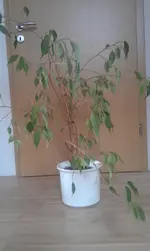 IMAG0188.webp