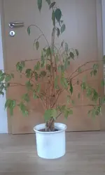 IMAG0189.webp