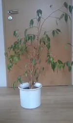 IMAG0190.webp