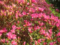 CIMG7147.webp