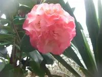 CIMG7144.webp