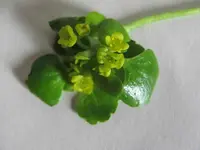 waldblume.webp