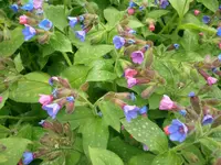 Foto14800.webp
