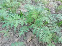 SAM_0414.webp