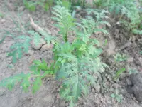 SAM_0415.webp