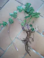 DSCF2473.webp