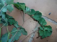 DSCF2474.webp