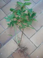 DSCF2475.webp