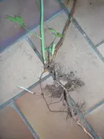 DSCF2476.webp
