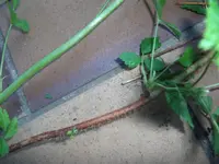 DSCF2477.webp