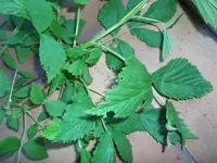 DSCF2478.webp