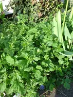 garten2.webp