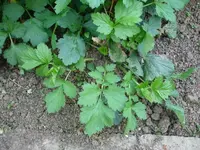 garten3.webp