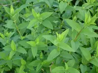 garten4.webp
