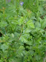 garten5.webp