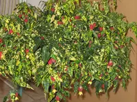 IMG_0242.webp