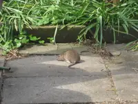 Ratte.webp
