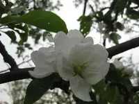 Apfelblüte (2).webp