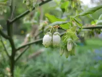 Blaubeere (2).webp