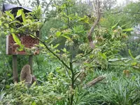 Blaubeere (3).webp