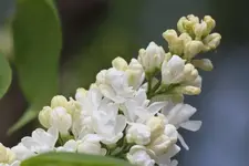 Weisser Flieder.webp