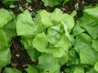 Kopfsalat6.webp