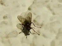 Schattenspiele-Fliege_237.webp