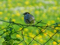 242.webp