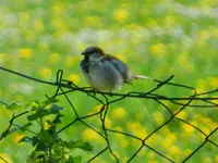 243.webp
