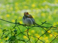 244.webp