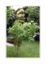 GIMG_5784.webp