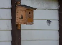 Vogelmensa.webp