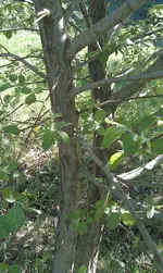 IMAG0194.webp