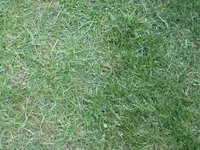 Rasen2.webp