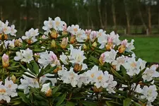 weiß-rosa Rhodi blüht_kl.webp