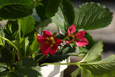 Blüten Klettererdbeeren_kl.webp