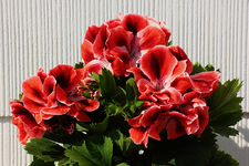 englische Geranie2_kl.webp