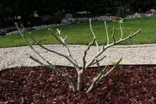 Engelstrompete 120501.webp