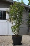 Oleander 120501.jpg