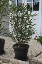 lachsfarbener Oleander 120501.webp