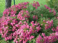 DSC00778.webp