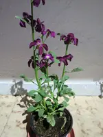 035.webp