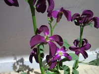 036.webp