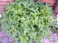 DSCF5738bea.webp