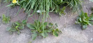 DSCF5740bea.webp